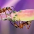 Mrówki i mszyce - „słodkie” relacje